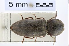 Foto (Dorsalansicht) von Agrypnus squalescens (Fairmaire, 1871) (NHMW-ZOO-COL-0008105)